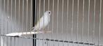 Majoor putter wit met zwarte ogen, Dieren en Toebehoren, Vogels | Overige Vogels, Vrouwelijk, Wildzangvogel, Geringd
