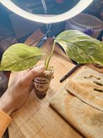 Monstera lechleriana var, Ophalen of Verzenden, Halfschaduw, Minder dan 100 cm