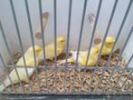 Waterslager pop, Dieren en Toebehoren, Vrouwelijk