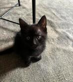 Prachtige zwarte kitten, Dieren en Toebehoren, Katten en Kittens | Overige Katten, Meerdere dieren, Kortharig, 0 tot 2 jaar