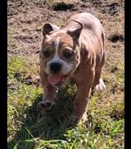 TK prachtige Old Englisch Bulldog pups, Dieren en Toebehoren, Bulldog, Meerdere, Meerdere dieren, Nederland