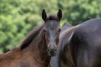 Hengsten veulen van Secret USB, Dieren en Toebehoren, Paarden, Hengst, 0 tot 2 jaar