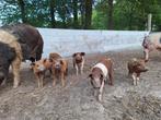 Biggen te koop: 75% Mangalitza, 25% Husumer, Dieren en Toebehoren, Meerdere dieren, Varken, 0 tot 2 jaar