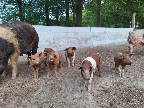 Biggen te koop: 75% Mangalitza, 25% Husumer, Dieren en Toebehoren, Schapen, Geiten en Varkens, Varken, Meerdere dieren, 0 tot 2 jaar
