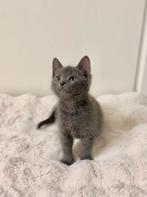 X Blauwe Rus Kittens, Dieren en Toebehoren, Katten en Kittens | Overige Katten, Meerdere dieren, Kortharig, 0 tot 2 jaar