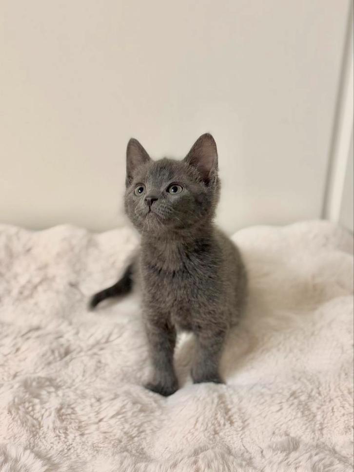 X Blauwe Rus Kittens, Dieren en Toebehoren, Katten en Kittens | Overige Katten, Kortharig, Meerdere dieren, 0 tot 2 jaar