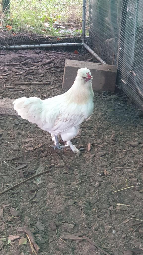 Haan 8 maanden oud, kruising zijdehoen / groenlegger, Dieren en Toebehoren, Pluimvee, Kip, Mannelijk