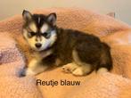 Super mooie fluffy pomsky pups ❤️, Dieren en Toebehoren, Rabiës (hondsdolheid), Overige rassen, 8 tot 15 weken, Meerdere