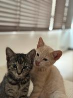 Kittens te koop, Meerdere dieren, Ontwormd, 0 tot 2 jaar