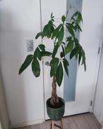 Grote geldboom Moneyplant Pachira aquatica, 120 cm, Ophalen, Halfschaduw, Minder dan 100 cm