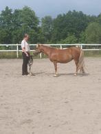 Verzorgpaard gezocht, Dieren en Toebehoren, Paarden en Pony's | Verzorgingsproducten, Ophalen, Nieuw