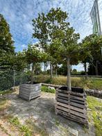 Dakplataan 2 stuks (€200,- per stuk), Tuin en Terras, Planten | Bomen, Ophalen, Halfschaduw, Dakboom, 250 tot 400 cm
