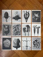 Plantstudie 4 – 12 wandkunstkaarten A6, Info@olphy.nl, Ophalen of Verzenden, Nvt, Nieuw