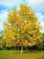 **ACTIE** Liriodendron tulpifera, Tulpenboom, Tuin en Terras, Halfschaduw, Lente, 100 tot 250 cm, Overige soorten