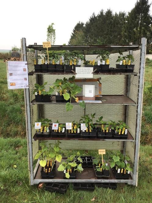 Te koop: groenteplanten planten voor de moestuin, Tuin en Terras, Planten | Tuinplanten, Eenjarig, Groenteplanten, Volle zon, Zomer