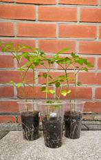 Tomatenplantjes, Tuin en Terras, Planten | Tuinplanten, Ophalen, Volle zon, Groenteplanten, Eenjarig