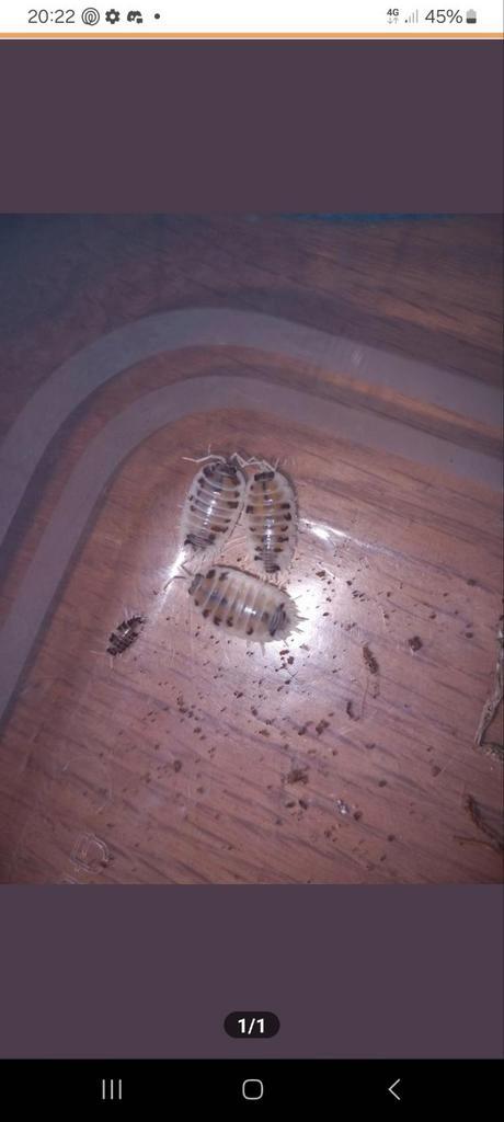 Dairy cow isopods, Dieren en Toebehoren, Insecten en Spinnen, Overige soorten