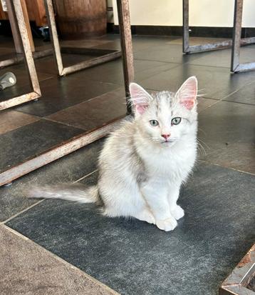 Siberische kittens, 13 weken oud. Katertjes beschikbaar voor biedingen