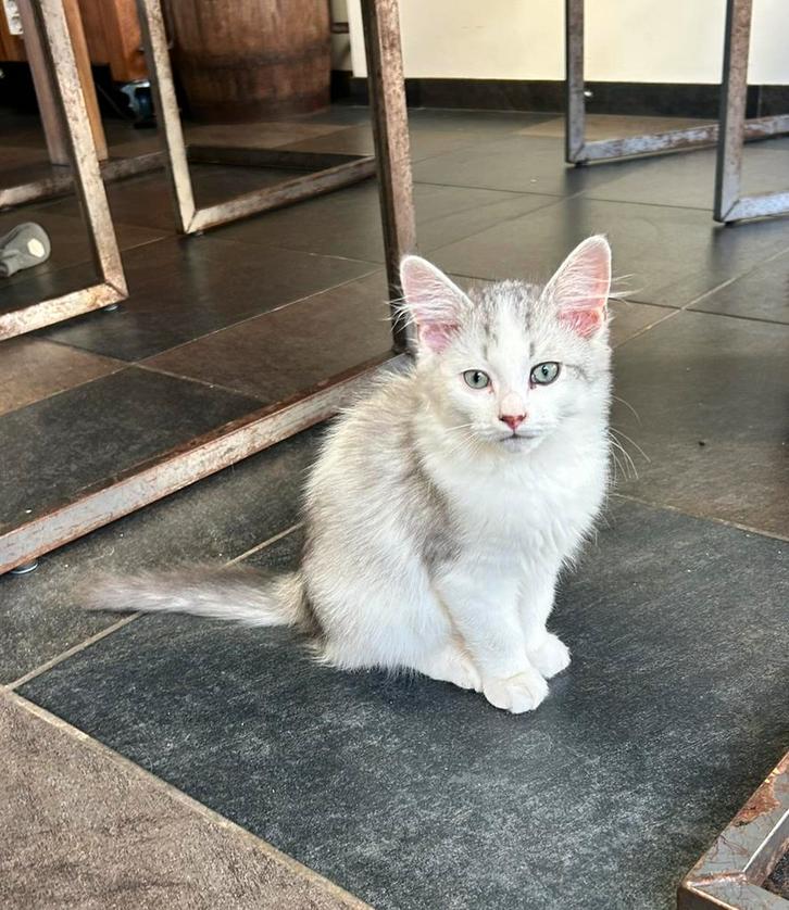 Siberische kittens, 13 weken oud. Katertjes, Dieren en Toebehoren, Katten en Kittens | Raskatten | Langhaar, Kater, 0 tot 2 jaar