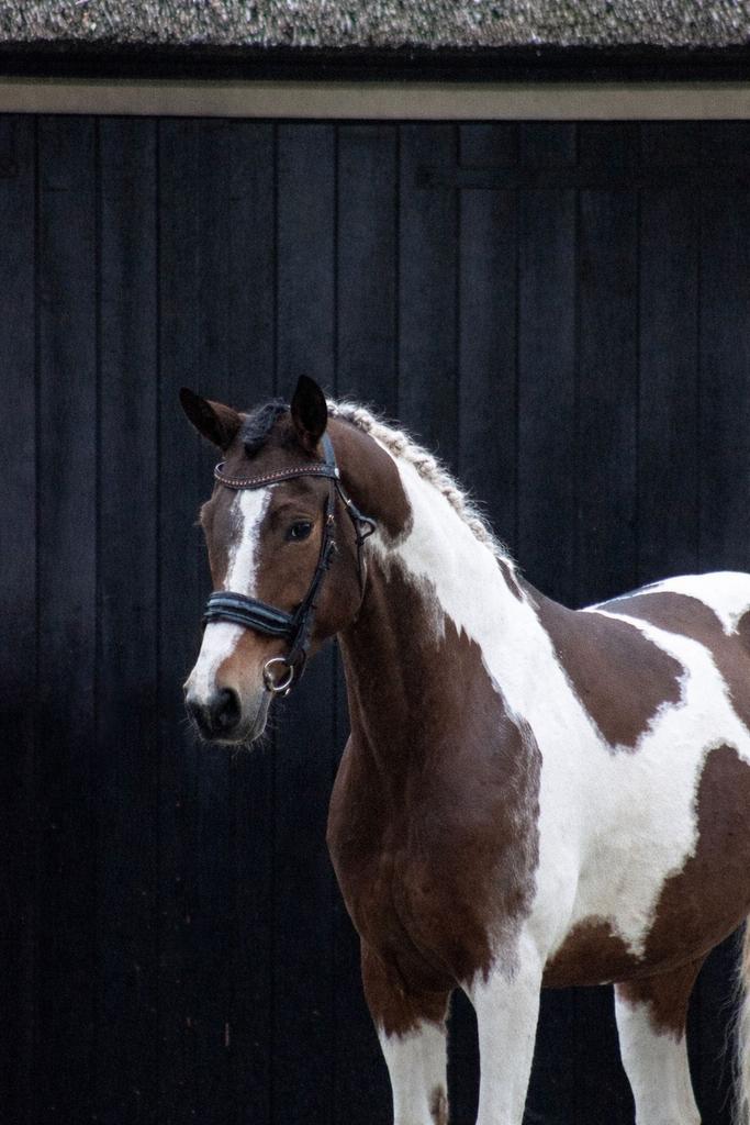 Duitse rijpony winnaars mentaliteit(prestatie/sportpredicaat, Dieren en Toebehoren, Pony's, Merrie, 7 tot 10 jaar, D pony (1.37m tot 1.48m)