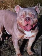 Pocket bully pups 1 reutje, Reu, 8 tot 15 weken, Parvo, Bulldog