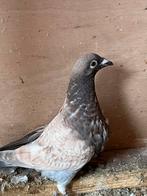 Post duiven almond, Dieren en Toebehoren, Meerdere dieren, Postduif