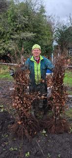 Groene beuk | Fagus sylvatica, Ophalen, Beukenhaag, Struik, 100 tot 250 cm
