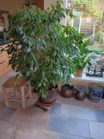 Prachtige grote Ficus Benjaminus te koop, Huis en Inrichting, Kamerplanten, Ophalen of Verzenden, Ficus, Halfschaduw, 150 tot 200 cm