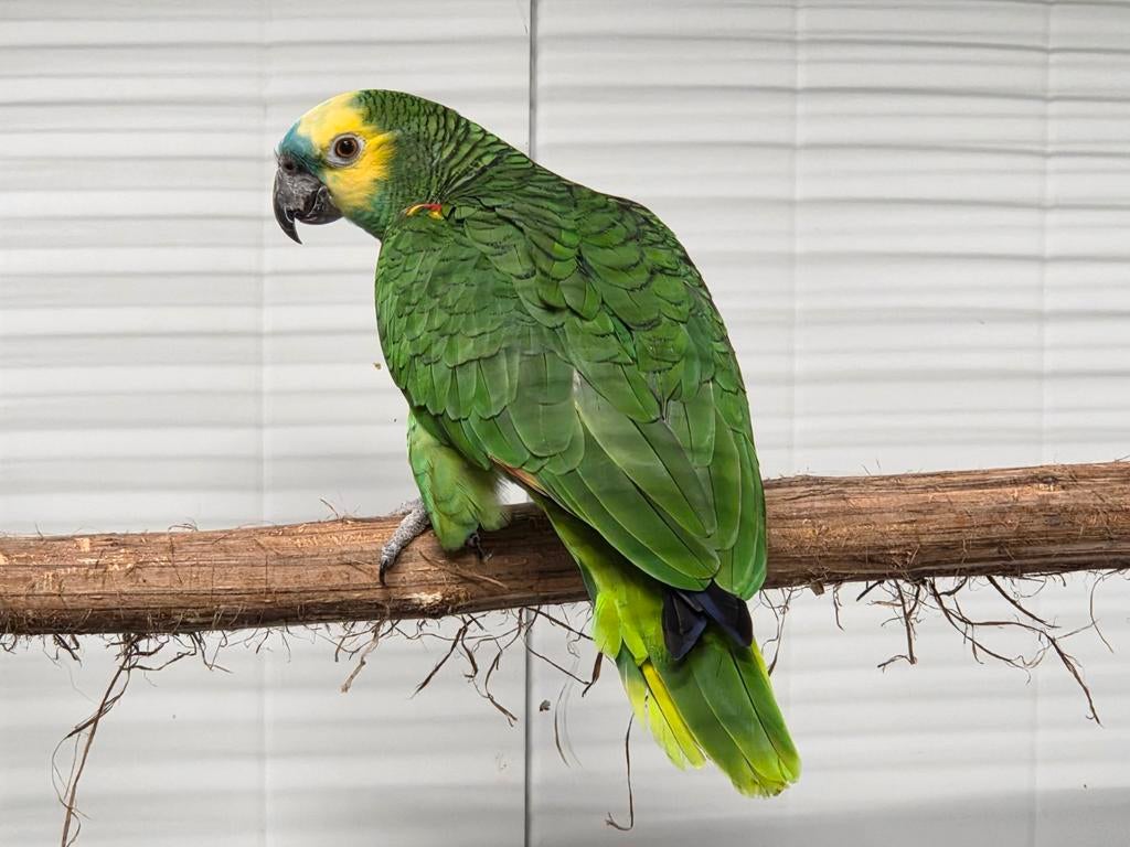 Gezocht: diverse soorten vogels, Dieren en Toebehoren, Vogels | Parkieten en Papegaaien, Meerdere dieren, Parkiet