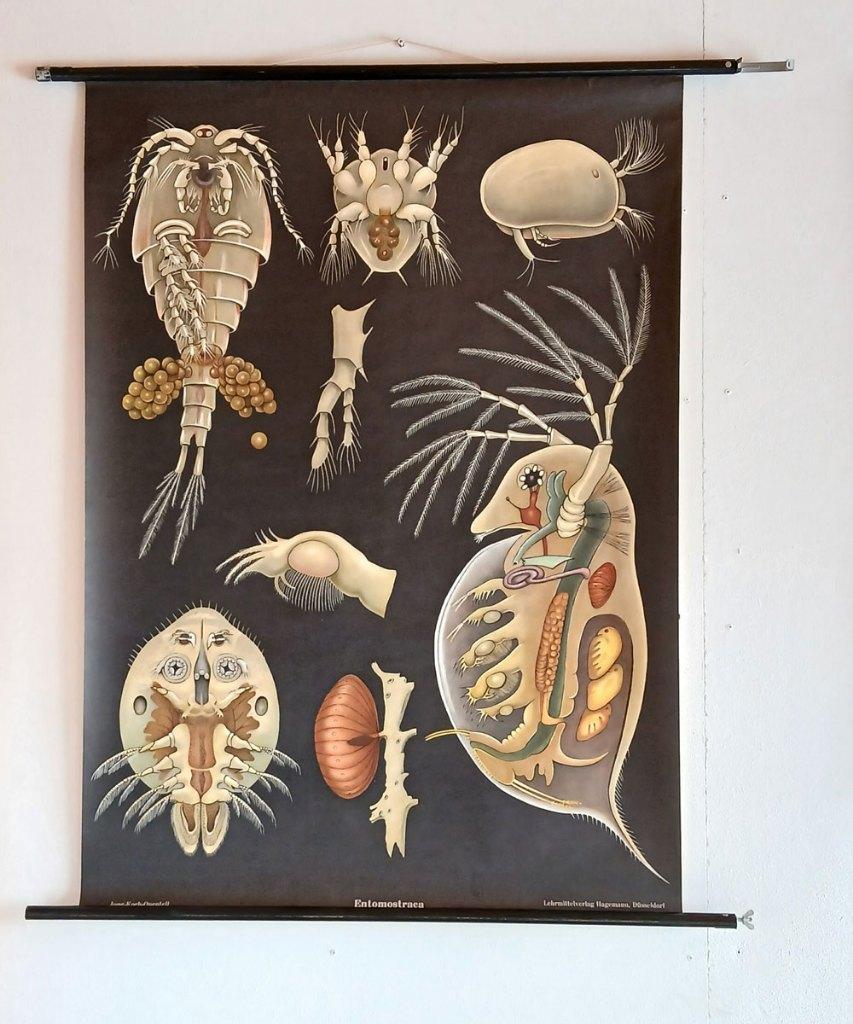 vintage schoolplaat; schaaldieren Entomostraca, Antiek en Kunst, Antiek | Schoolplaten, Verzenden, Natuur en Biologie