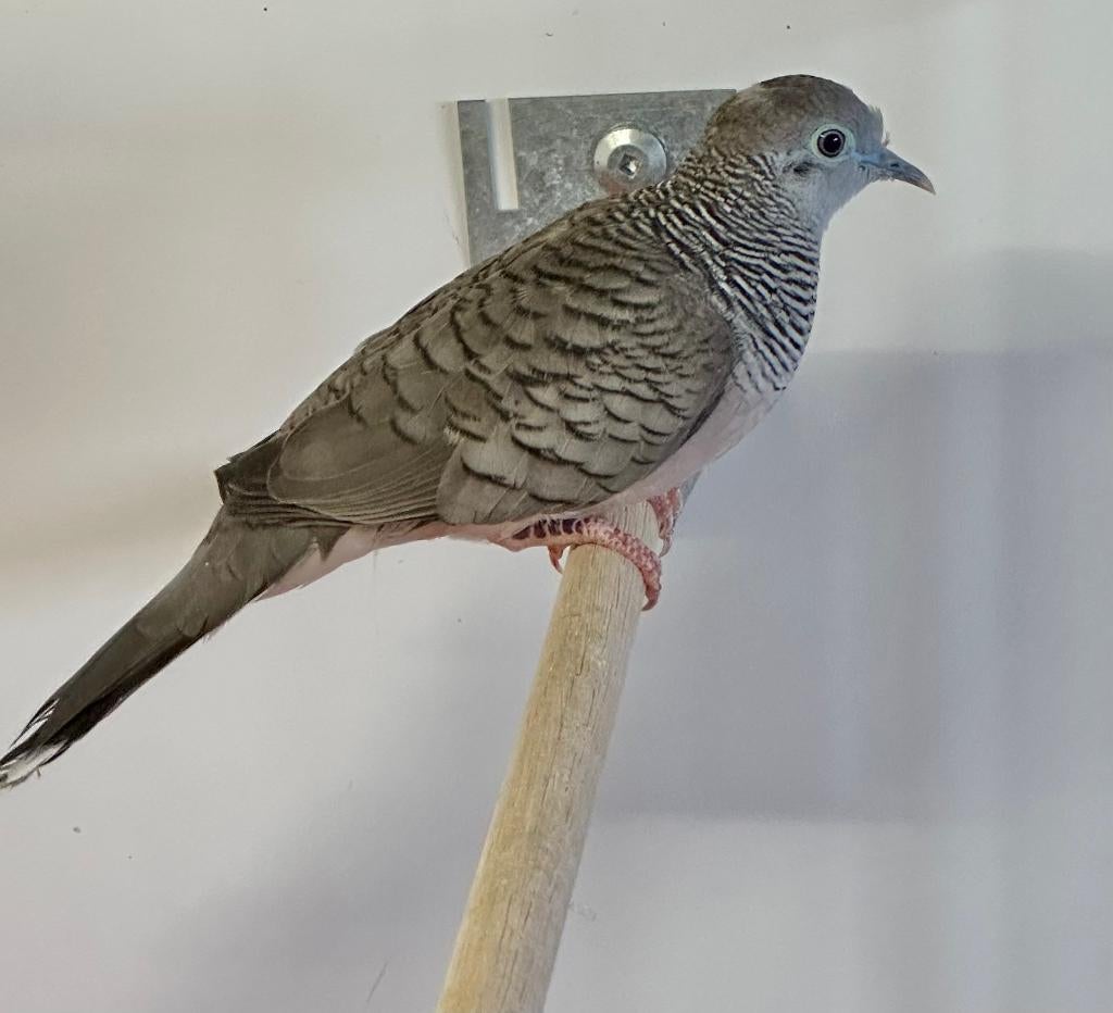 Vredesduifjes mannen, Dieren en Toebehoren, Vogels | Duiven, Mannelijk, Overige soorten