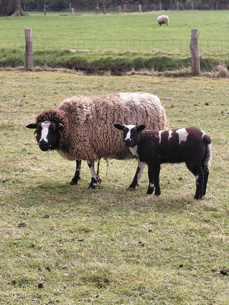 Bonte ooien met lammeren, Dieren en Toebehoren, Schapen, Geiten en Varkens, Meerdere dieren, Schaap