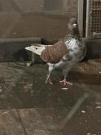 Iranse duiven, Meerdere dieren, Postduif