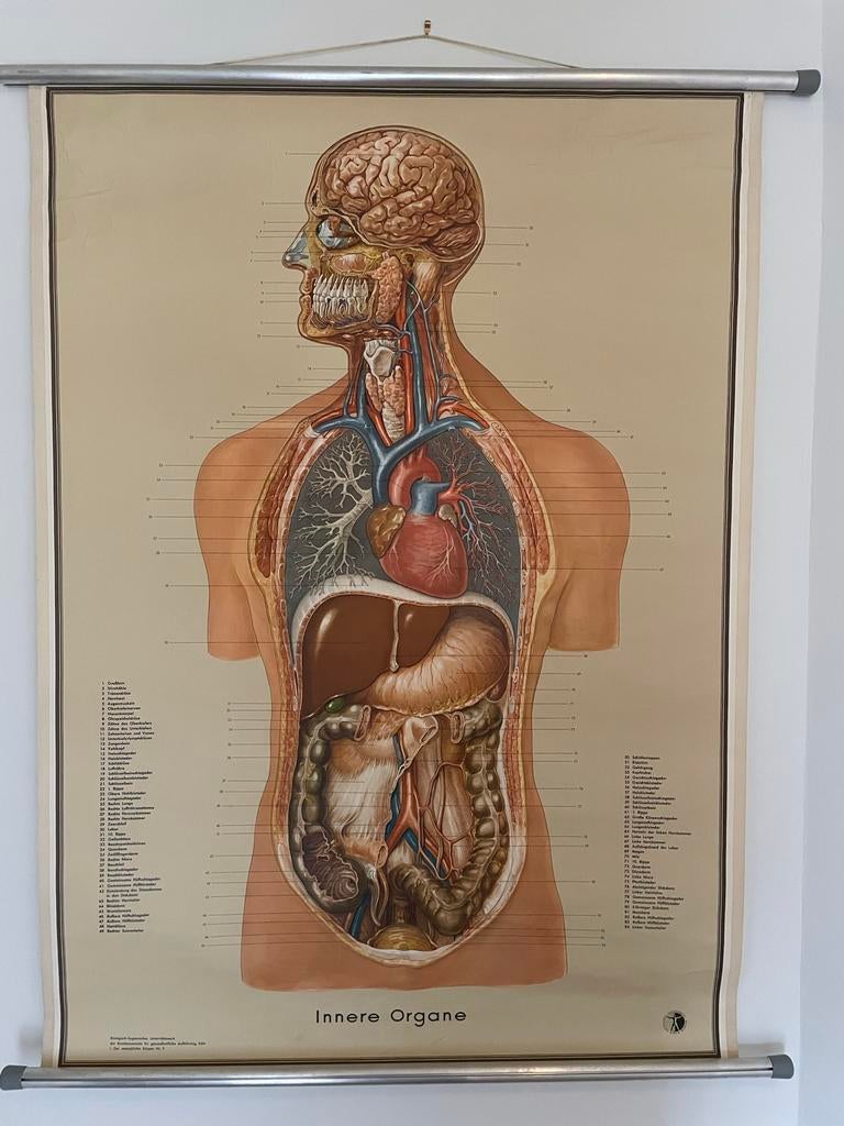 Anatomische Leerplaat: Interne Organen van het Menselijk Lic, Ophalen of Verzenden