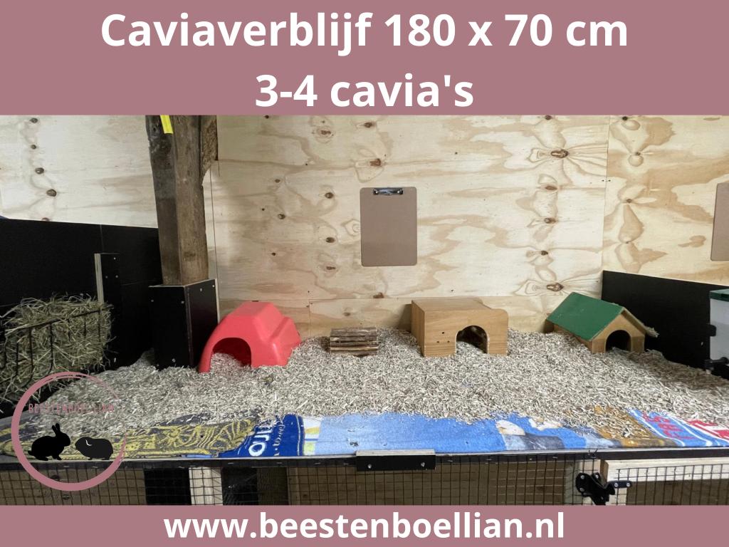 caviapension  vakantieopvang  oppas, Februari, Meerdere dieren, Cavia