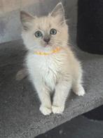 Ragdoll kittens met Stamboom, Meerdere dieren, Met stamboom, 0 tot 2 jaar