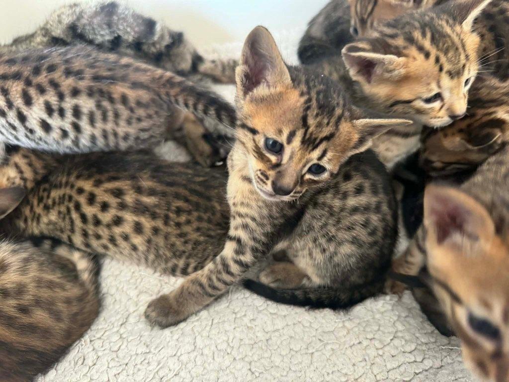 Nog enkele Savannah F6 SBT kittens beschikbaar, Dieren en Toebehoren, Meerdere dieren, Met stamboom, 0 tot 2 jaar