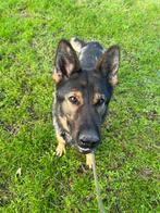 GEZOCHT- KENNEL RUIMTE 2 HONDEN, Ophalen of Verzenden, 110 cm of meer, 100 cm of meer