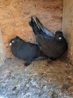 Takla duiven te koop, Dieren en Toebehoren, Meerdere dieren, Tuimelaar of Roller