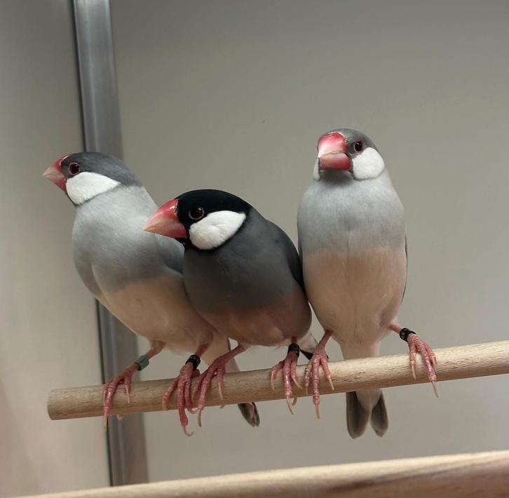 Rijstvogels koppels, Dieren en Toebehoren, Vogels | Overige Vogels, Meerdere dieren