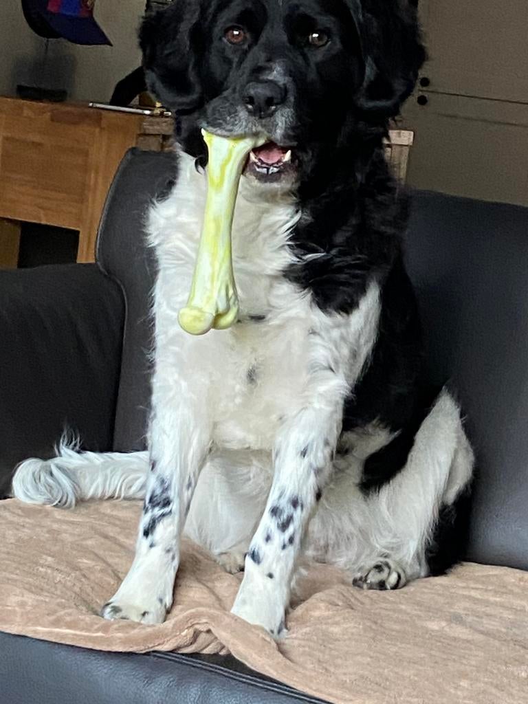 Friese Stabij pups, Parvo, 8 tot 15 weken, Meerdere, Meerdere dieren