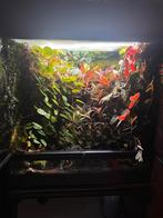 Paludarium Exo Terra 60x45x60 compleet met D. auratus, Ophalen, Zo goed als nieuw