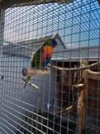 Jonge Lori, Dieren en Toebehoren, Geslacht onbekend, Papegaai