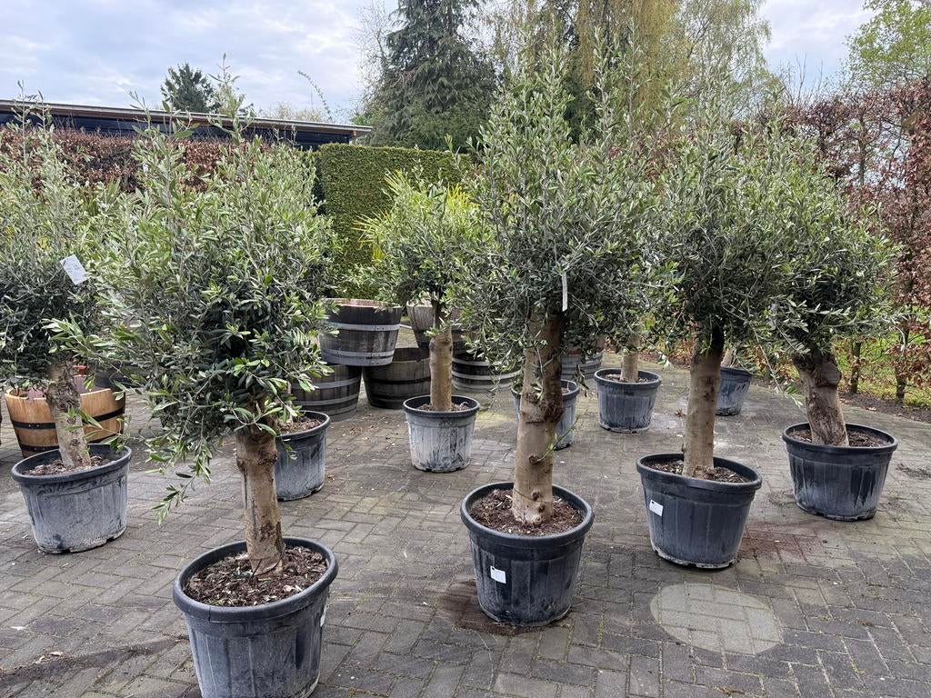 Olijfboom | Olea europea | wijnvaten, Tuin en Terras, Planten | Bomen, Volle zon, Ophalen of Verzenden, 100 tot 250 cm, Olijfboom