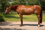 Te koop 6-jarige quarter horse ruin, Dieren en Toebehoren, Paarden, Minder dan 160 cm, Met stamboom, Ruin, 3 tot 6 jaar