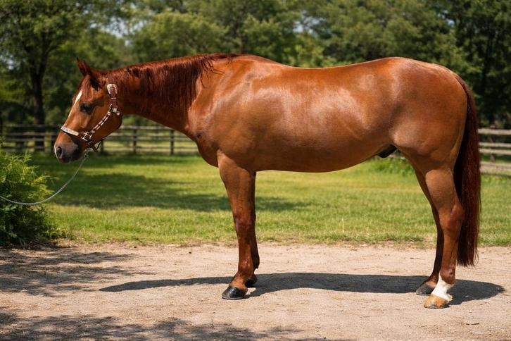 Te koop 6-jarige quarter horse ruin, Dieren en Toebehoren, Paarden, Ruin, Minder dan 160 cm, 3 tot 6 jaar, Westernpaard, Met stamboom