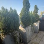 Bomen en bak, Ophalen of Verzenden, Zomer, Volle zon, Overige soorten