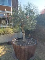 Prachtige Olijfboom in Pot - Mediterrane Sfeer, Lente, 100 tot 250 cm, Olijfboom, Ophalen