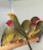 Binsenastrildes, Meerdere dieren