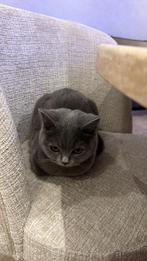 Britse korthaar, Poes